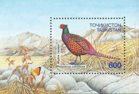 Common Pheasant (Phasianus colchicus)