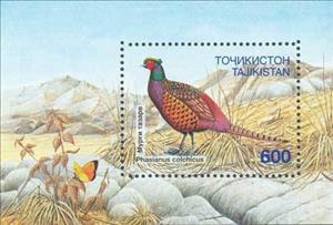 Souvenir Sheet, Common Pheasant (Phasianus colchicus), Tajikistan,  , Birds