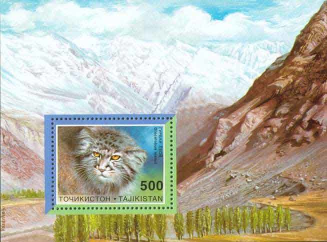 Pallas's Cat (Otocolobus manul)