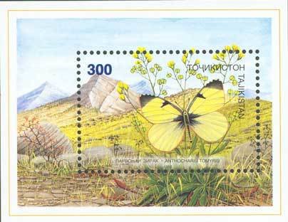 Orangetip Butterfly (Anthocharis tomyris)