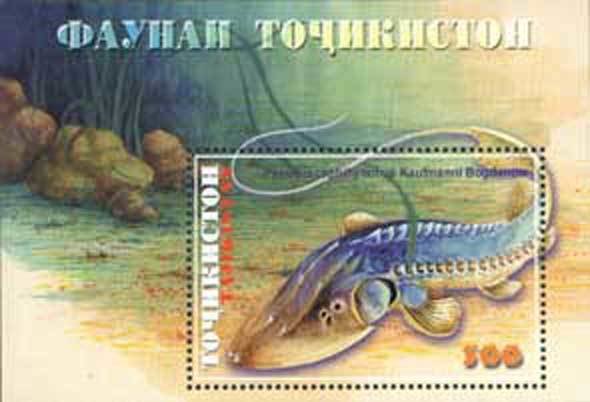 Amu Darya Sturgeon (Pseudoscaphirhynchus kaufmanni) 