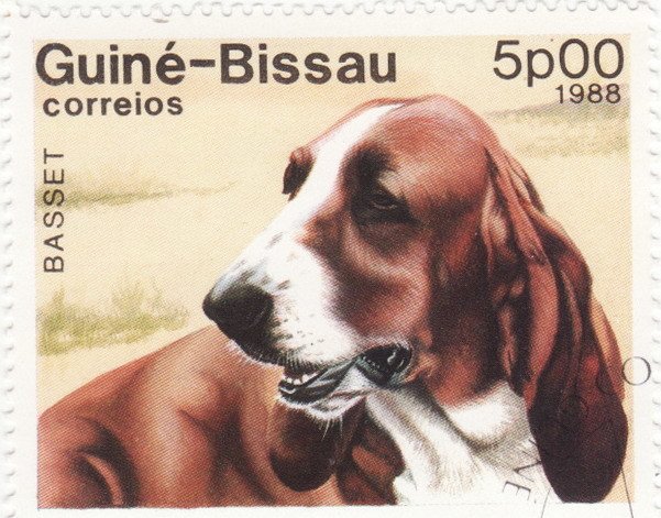Basset Hound (Canis lupus familiaris)