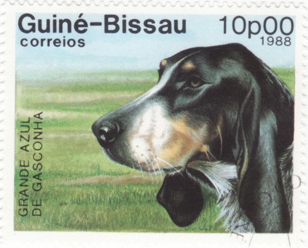 Grand Bleu de Gascogne (Canis lupus familiaris)