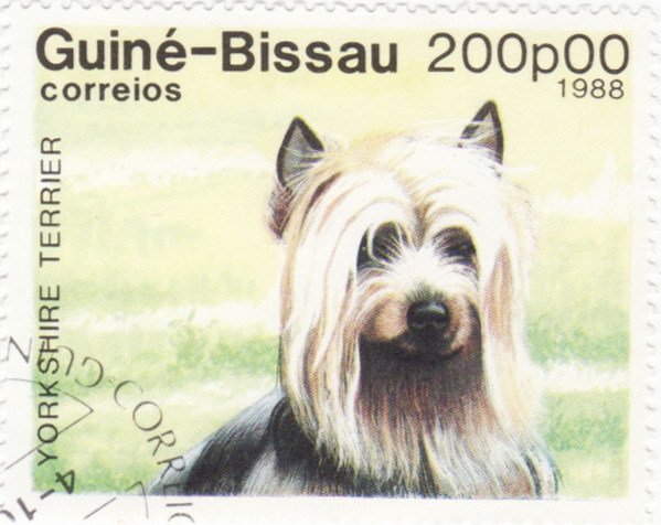 Yorkshire-Terrier (Canis lupus familiaris)