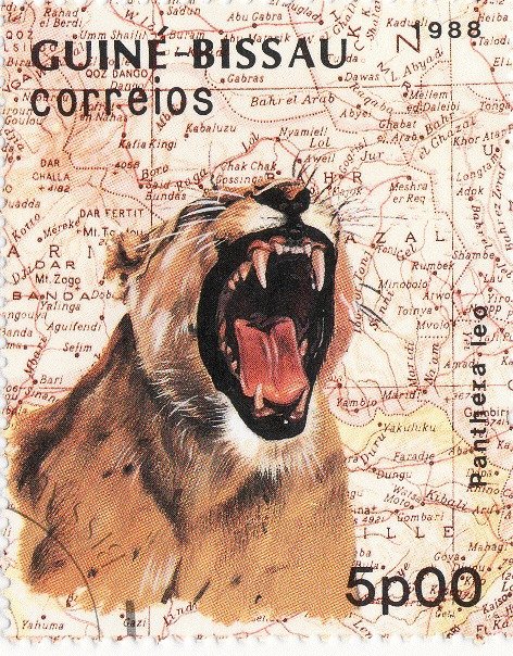 Lion (Panthera leo)
