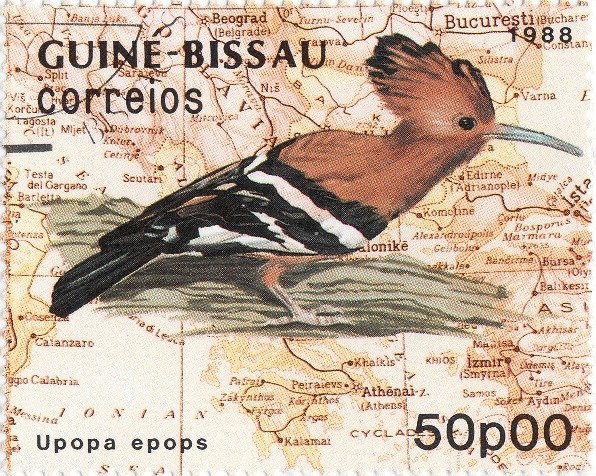 Eurasian Hoopoe (Upupa epops)