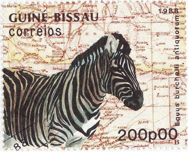 Damara Zebra (Equus burchelli antiquorum)