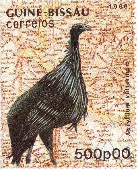 Vulturine Guineafowl (Acryllium vulturinum)
