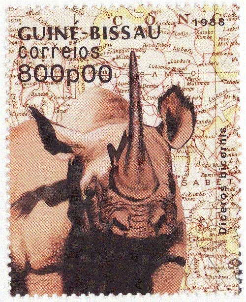 Black Rhinoceros (Diceros bicornis)