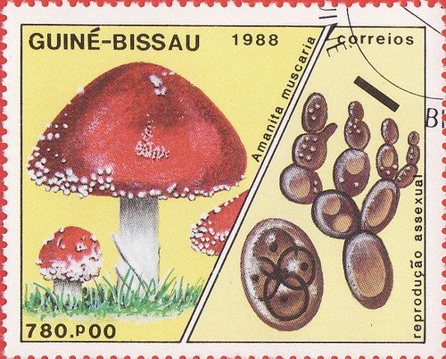 Amanita muscaria