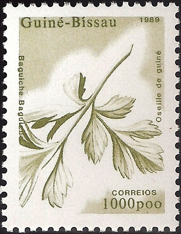 Oseille de Guinée