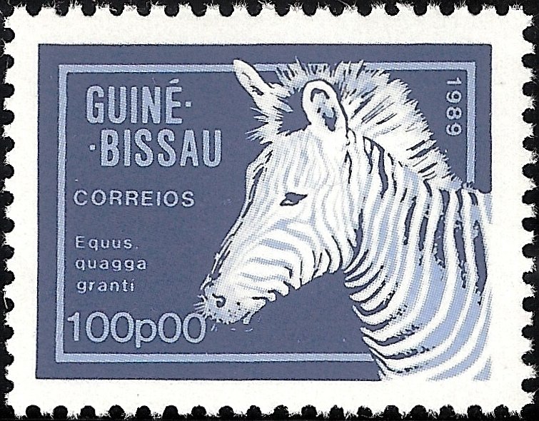 Grant's Zebra (Equus quagga granti)