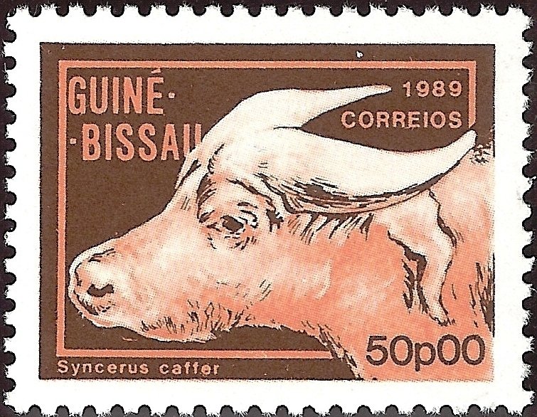 African Buffalo (Syncerus caffer)