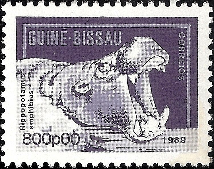 Hippopotamus (Hippopotamus amphibius)