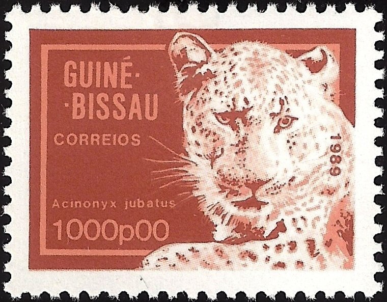 Leopard (Panthera pardus)