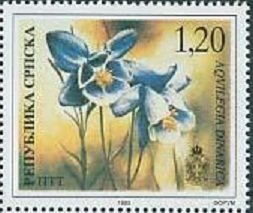 Aquilegia dinarica