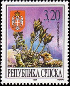 Oxytropis campestris