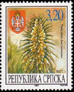 Pedicularis hoermanniana