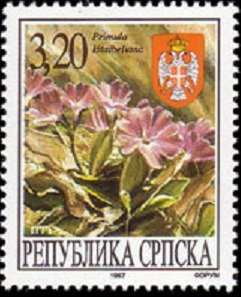 Primula Kitaibeliania