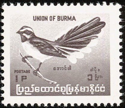 White-browed Fantail (Rhipidura aureola)