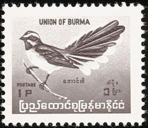 Stamp, White-browed Fantail (Rhipidura aureola), Myanmar,  , Birds