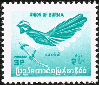 White-browed Fantail (Rhipidura aureola)