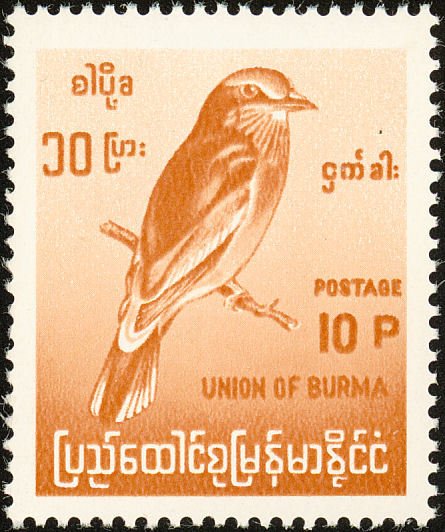 Indian Roller (Coracias benghalensis)