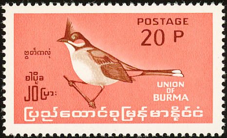 Red-whiskered Bulbul (Pycnonotus jocosus)