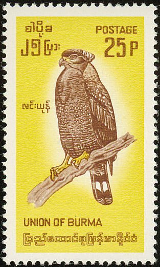Crested Serpent-eagle (Spilornis cheela)