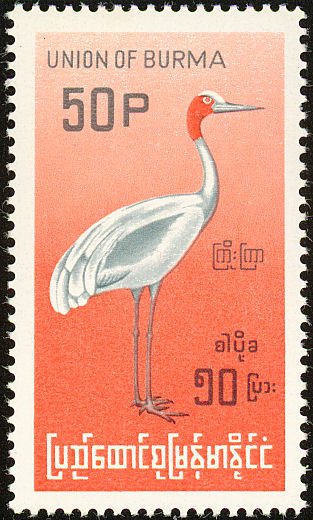 Sarus Crane (Grus antigone)