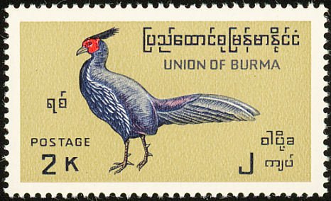 Lineated Kalij Pheasant (Lophura leucomelanos)