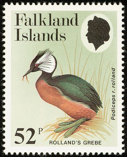 White-tufted Grebe (Podiceps rolland rolland) 
