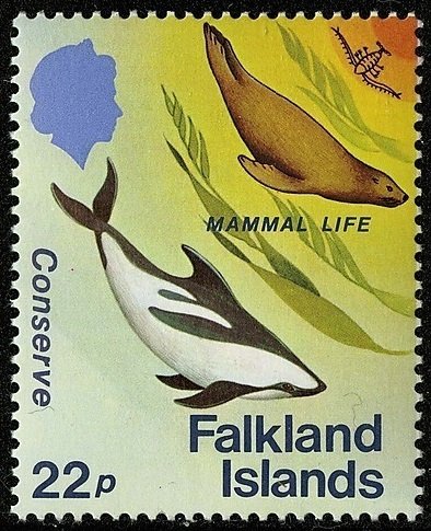 South American Sea Lion (Otaria byronia)