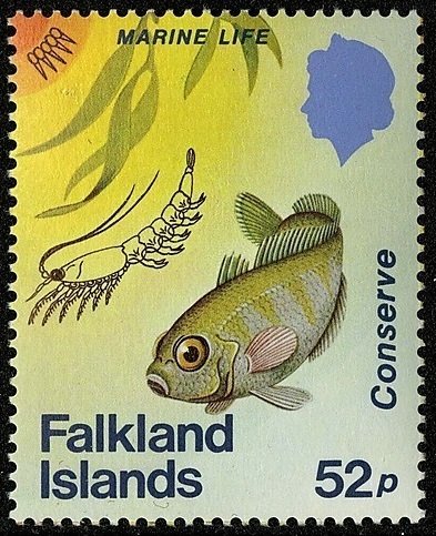 (Notothenia sp.)