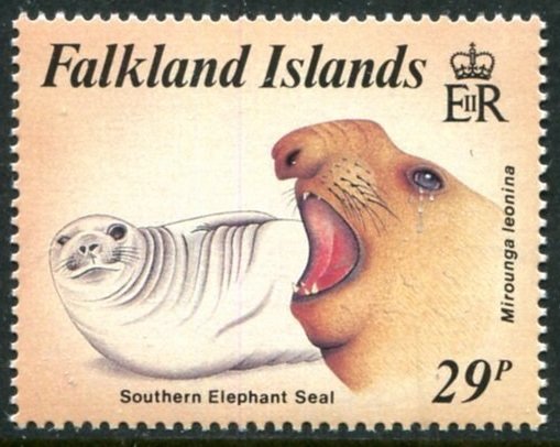 Southern Elephant Seal (Mirounga leonina)
