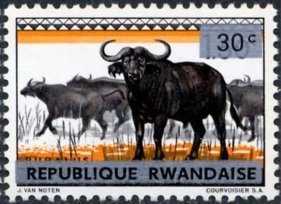 African Buffalo (Syncerus caffer)