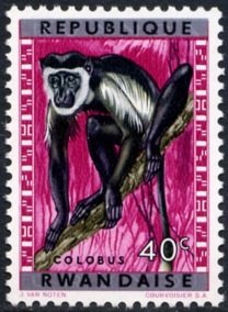 Mantled Guereza (Colobus guereza)