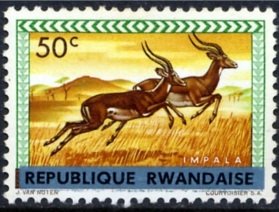 Impala (Aepyceros melampus)
