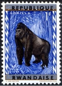 Gorilla (Gorilla gorilla)