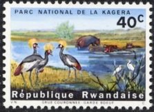 Black Crowned Crane (Balearica pavonina), Cattle Egret (Bubu