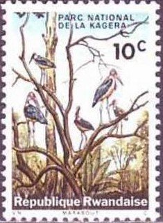 Marabou Stork (Leptoptilus crumeniferus)