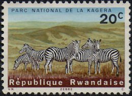 Plains Zebra (Equus burchelli)