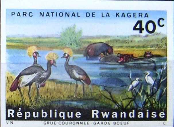 Black Crowned Crane (Balearica pavonina), Cattle Egret (Bubu