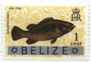 Atlantic Goliath Grouper (Epinephelus itajara)