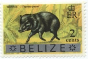 White-lipped Peccary (Tayassu albirostris)