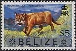 Cougar (Felis concolor)