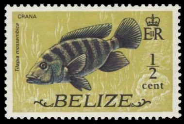 Stamp, Mozambique Tilapia (Tilapia mossambica), Belize,  , Fishes