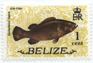 Atlantic Goliath Grouper (Epinephelus itajara)