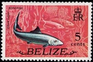 Stamp, Bonefish (Albula vulpes), Belize,  , Animals (Fauna), Fishes