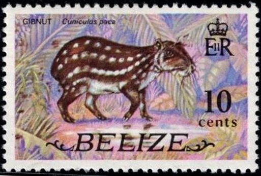 Lowland Paca (Cuniculus paca)
